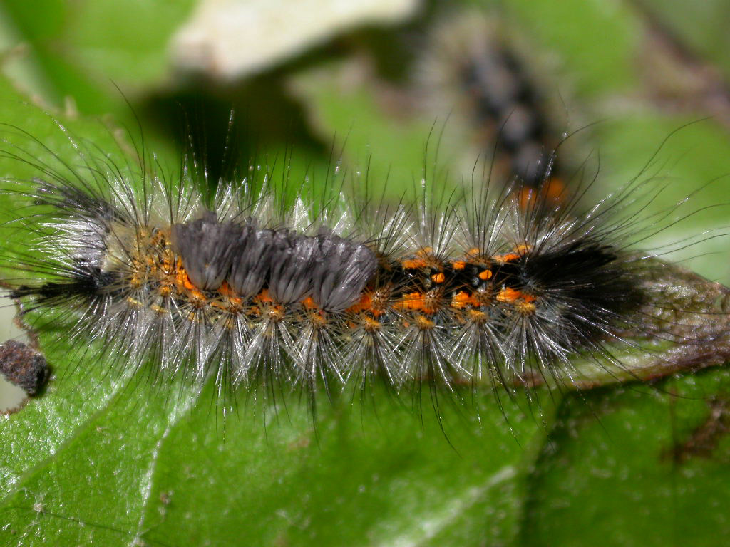 Orgyia (Clethrogyna) rupestris - larva